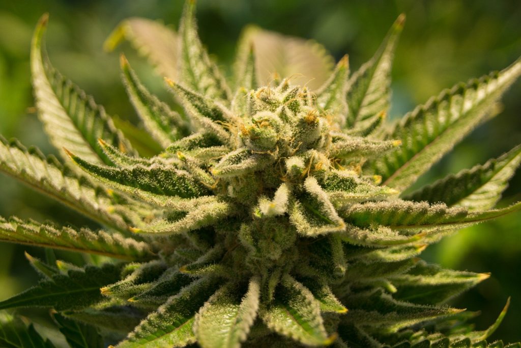 marijuana
